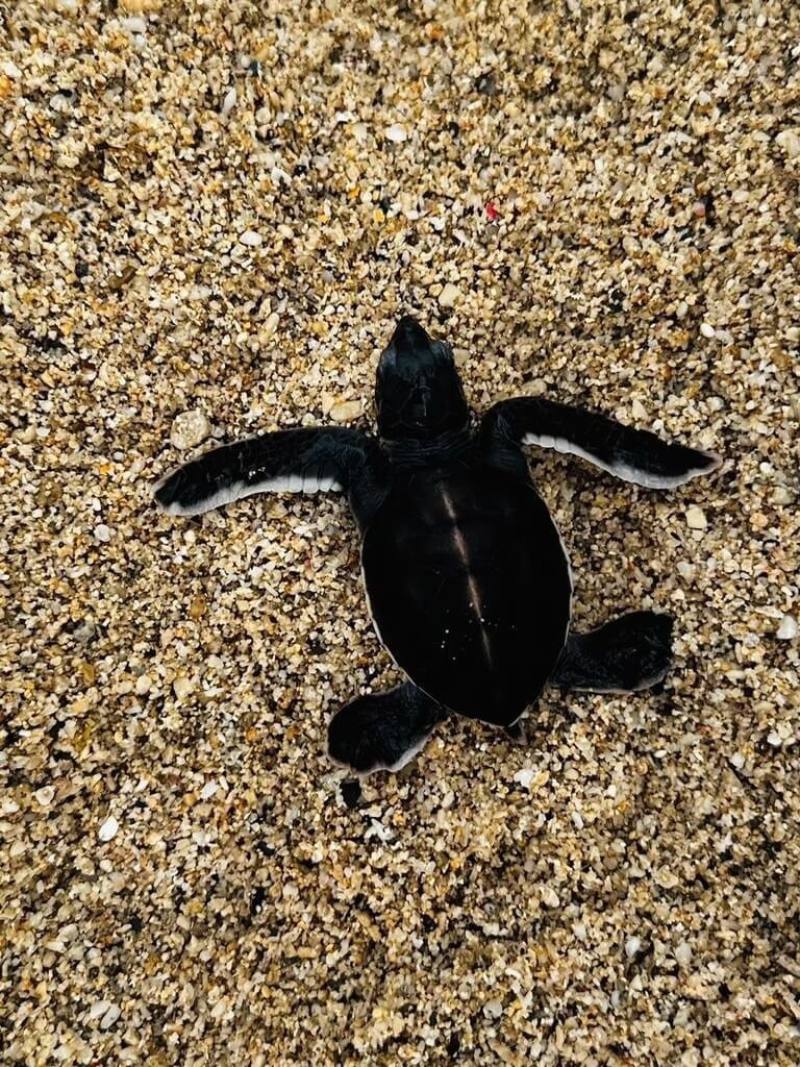 小琉球即將迎來海龜孵化旺季，交通部觀光署大鵬灣國家風景區管理處呼籲，遊客造訪小琉球時，夜間少去沙灘避免打擾海龜繁殖，旅遊過程減少製造垃圾，共同落實負責任旅遊。（台灣咾咕嶼協會提供）