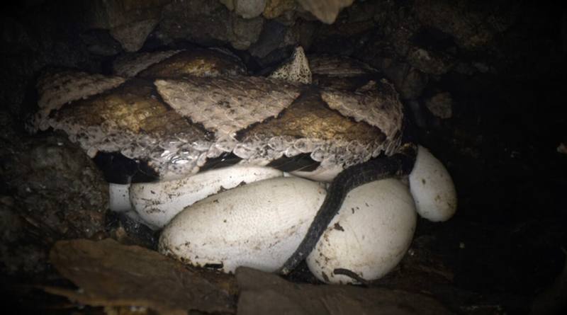 農業部林業及自然保育署台中分署去年製作「守護：百步蛇野外護卵孵化記錄」影片，邀民眾一起觀賞這部全球首部百步蛇野外生殖生態紀錄影片。（台中分署提供）