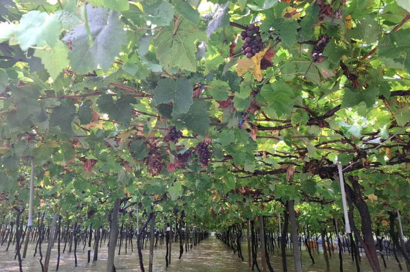 彰化縣政府16日表示，縣內木瓜與釀酒葡萄因颱風丹娜絲及8日豪雨受損，農業部公告列入農業天然災害現金救助品項，農民28日前可向土地所在公所申請救助。（彰化縣政府提供）