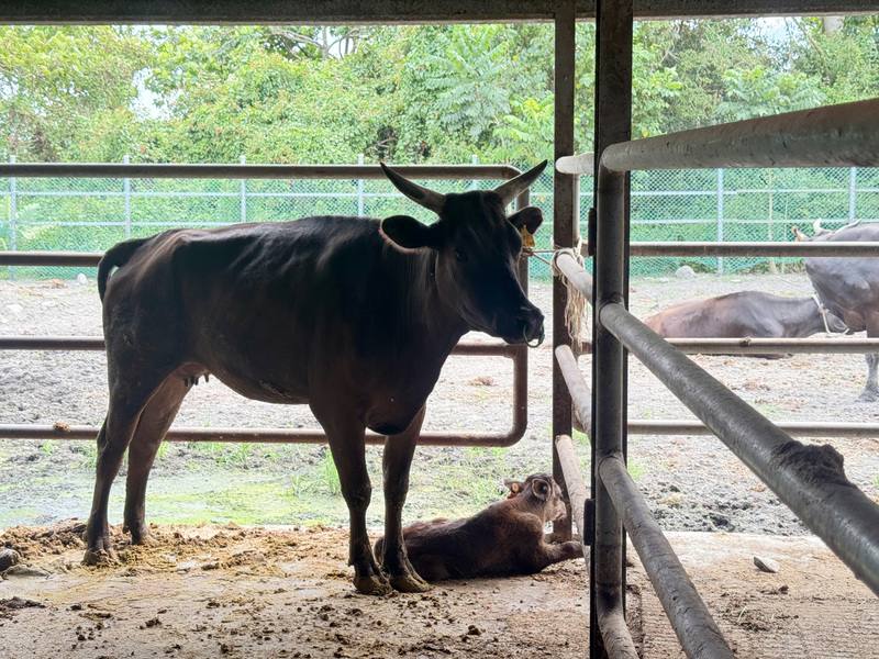 前總統李登輝生前在陽明山擎天崗收購二戰前日本人放牧的「但馬牛」，並成立生技公司，在花蓮縣鳳林鎮兆豐農場飼養，希望培育出台灣的和牛；2022年2月培育出新品種，命名為「源興牛」
