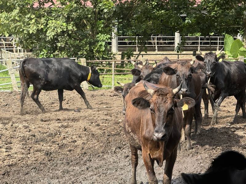 前總統李登輝生前致力培育的台灣和牛「源興牛」，飼養在花蓮縣鳳林鎮新光兆豐農場，經過多年培育，目前飼養約200頭