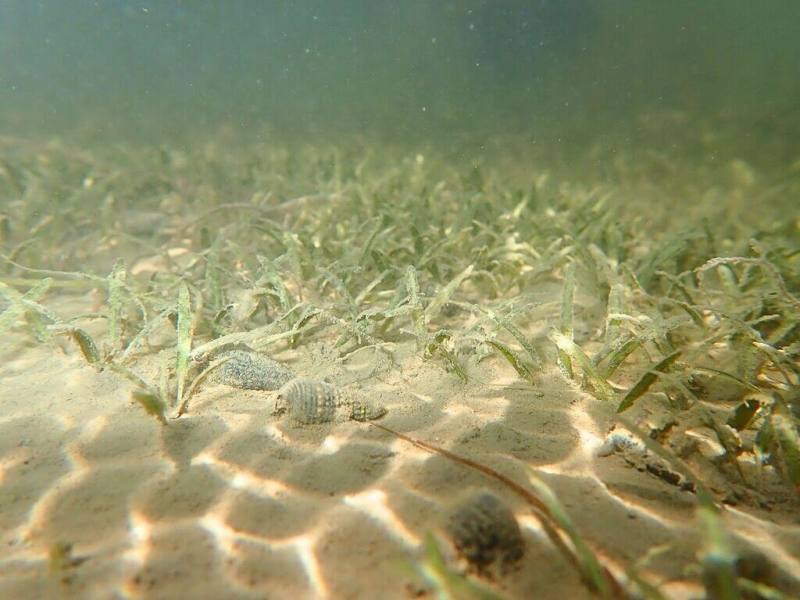 國立中山大學海洋生物科技暨資源學系攜手產官學，將台南七股遊客中心六號小島打造成海草苗圃，展開復育台灣西南沿海潮間帶上常見的「貝克氏鹽草」計畫。（中山大學提供）