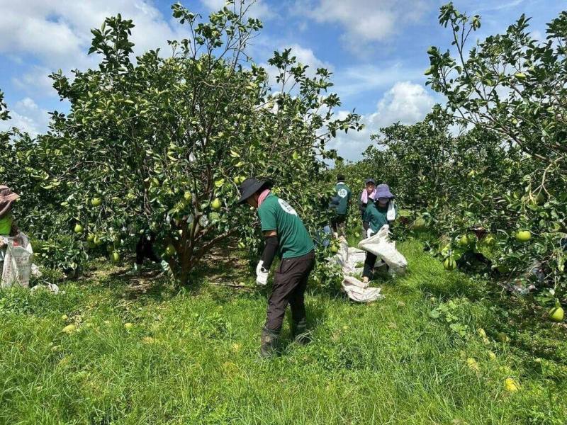 颱風丹娜絲重創台南麻豆地區文旦果園。高雄市農業局號召30多名高雄青農組成「農業突擊隊」協助投入清園工作