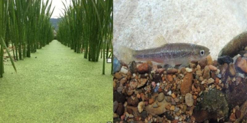 農業部台中區農業改良場在南投埔里一處示範田區推動有機栽培茭白筍與瀕危台灣白魚共生，結果茭白筍產量提升2至3成，田間的生物數量也變多