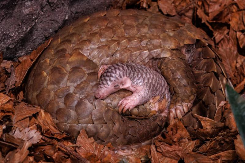 布拉格動物園在去年7月迎來第二隻台灣穿山甲寶寶Connie。圖為Connie剛出生兩週時與媽媽潤喉糖相依偎的模樣。（布拉格動物園提供）