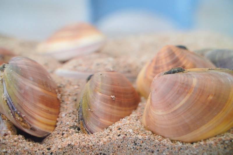 台灣海洋大學與農業部水產試驗所透過文蛤基因解碼，意外發現台灣沿海尚未記錄、且具有較高抗病潛力的新物種，暫名「寶島文蛤」。（海大提供）