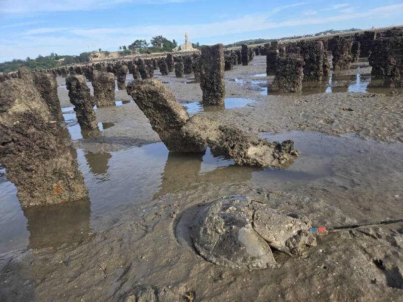國立中山大學海洋事務研究所教授張懿與研究團隊長年實地調查海洋保護區，成功建立「活化石」台灣三棘鱟族群量基線，獲海保貢獻楷模獎。圖為金門蚵田中的台灣三棘鱟。（中山大學提供）