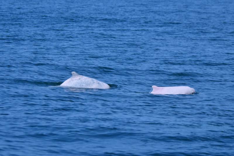 台灣蠻野心足生態協會與水下噪音協會17日舉行記者會，邀請加拿大學者王愈超揭示自2002年起針對台灣白海豚進行的科學研究成果，指出目前台灣白海豚僅約45至50隻，沿岸開發是導致族群崩解的主因之一。（環團提供）