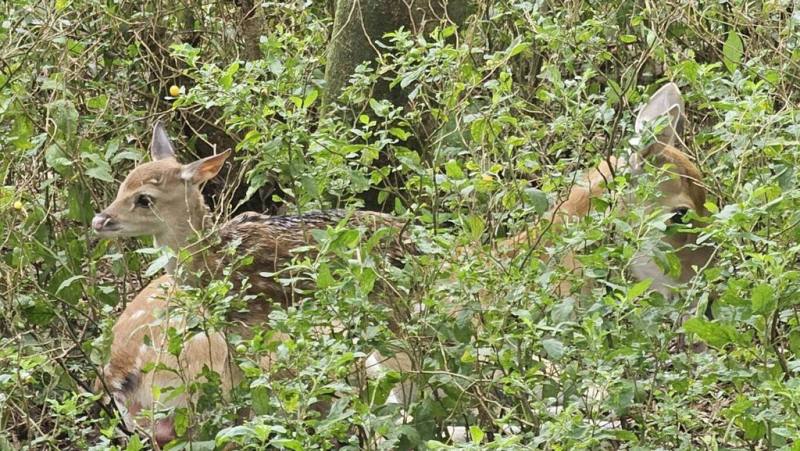 馬祖北竿大坵島以梅花鹿聞名，有民眾18日在島上拍下林間母鹿產子並舔舐胎盤、細心守護的瞬間。（馬祖導遊提供）