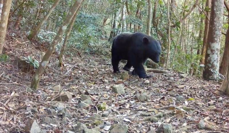 林業及自然保育署台中分署根據近2年桃山部落黑熊巡守隊監測成果，發現每年特定季節、在相同區域都有台灣黑熊出沒紀錄，顯示桃山部落周邊已成黑熊穩定棲息地。（林業及自然保育署台中分署提供）