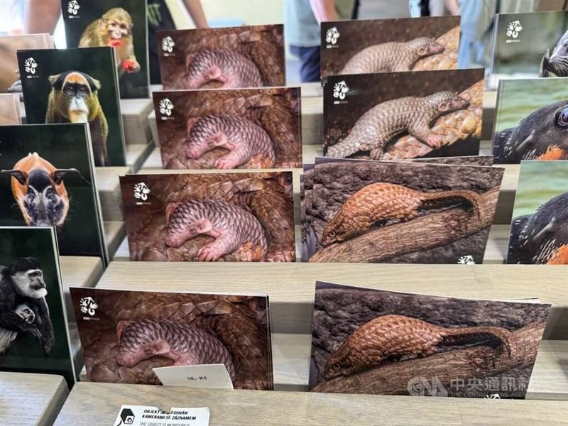 Postcards featuring a pangolin are being sold at Prague Zoo.