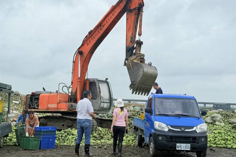 颱風丹娜絲造成台南文旦柚落果嚴重，市府農業局與產區農會合作，動員機具加速清運作業