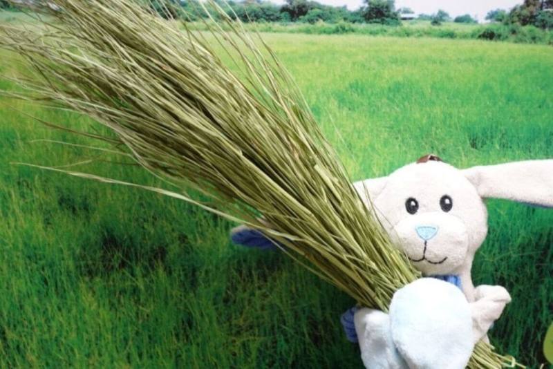 農業部畜產試驗所表示，已成功開發國產優質牧草應用於嚙齒類寵物飼料技術，新鮮國產牧草具有適口性佳、纖維含量適中、無添加物等優點。（畜試所提供）