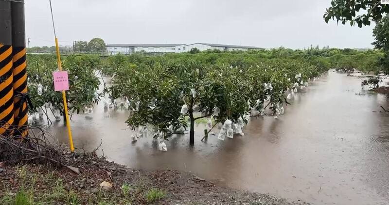 連日持續性下雨，台東許多地方累積雨量數百毫米，農田排水不及，許多積水及膝，台東區農業改良場呼籲儘速排水，並加強清園工作
