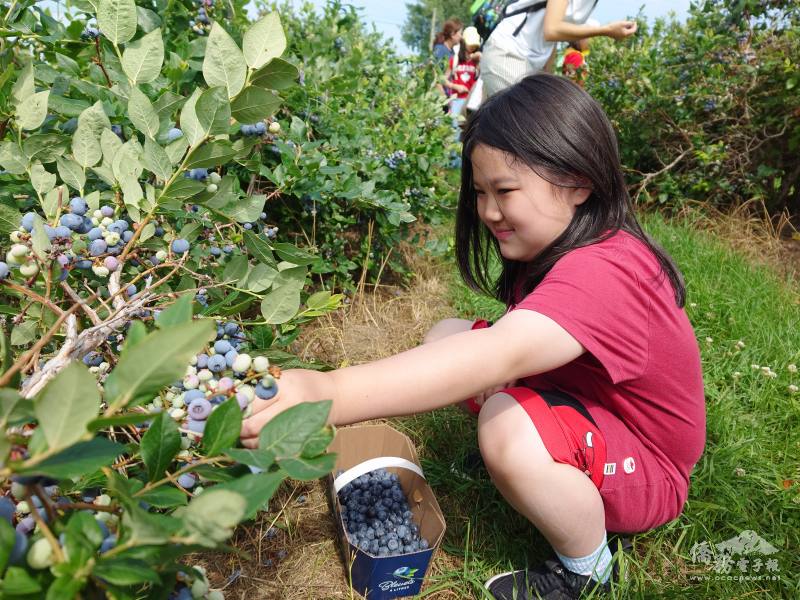 在一望無際的田園風光裡，小朋友開心體驗採藍莓的樂趣