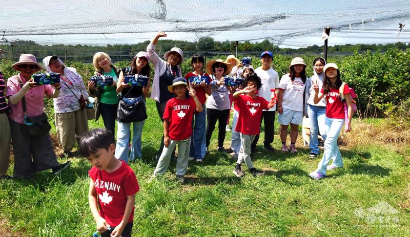 眾人盡興採摘藍莓，收穫滿滿