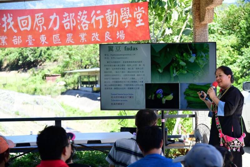 農業部台東區農業改良場協助返鄉部落青年創立有機農場，栽種有機翼豆及加工品研發，並成為示範農場，為部落找生機；台東農改場也在農場開設部落行動學堂，提升部落族人原民蔬菜栽培技術。（台東農改場提供）