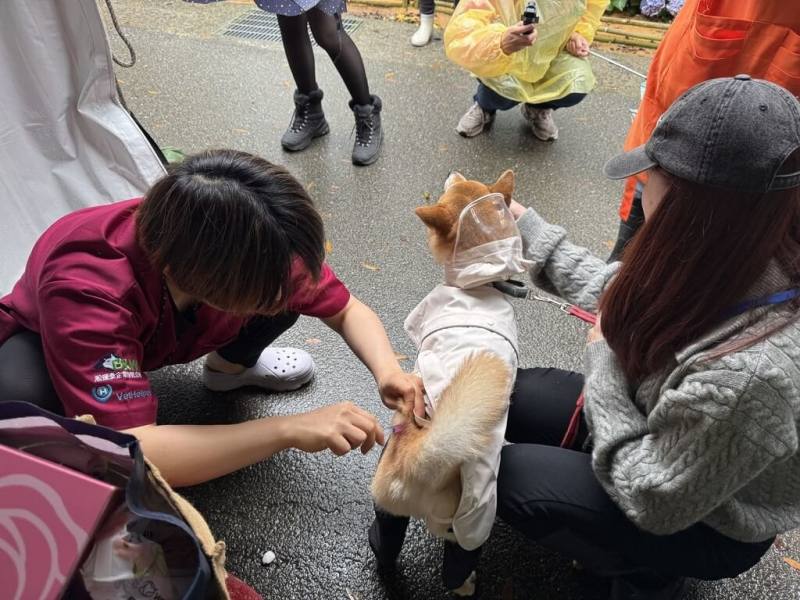 為幫助流浪動物出一份力，台北市動保處22日表示，將攜手保護動物協會於26日舉辦踩街義賣活動，並和北農公司共推「公益蔬果包」義賣專區，所得將捐贈協會以照顧流浪動物。（台北市動保處提供）