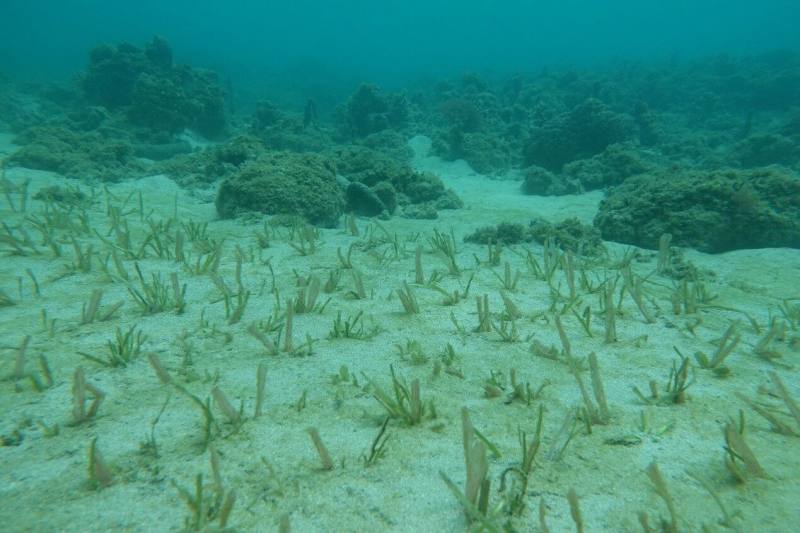 海洋委員會海洋保育署海草復育成果