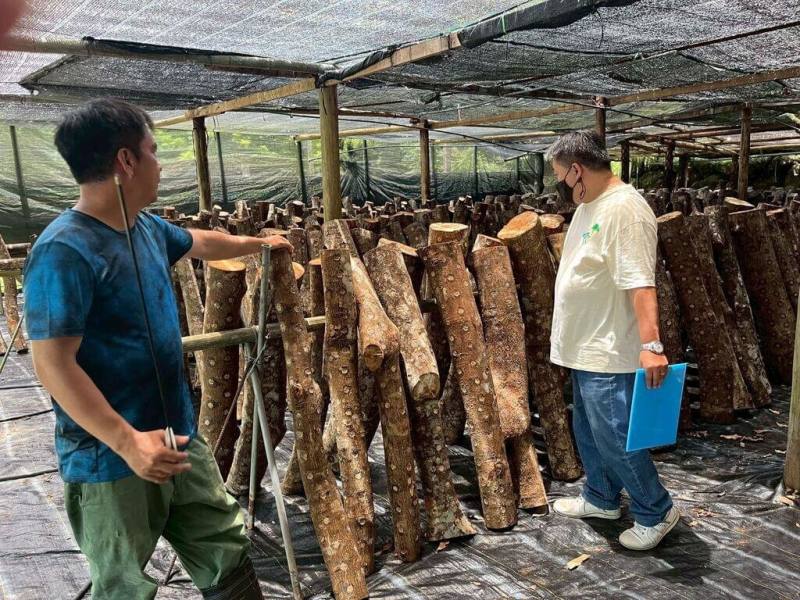 苗栗縣目前已有13個原鄉部落投入段木香菇產業發展，經縣府爭取中央補助輔導計畫，遴選出泰安鄉及南庄鄉3處優質潛力場域作為示範基地，盼打造全縣段木香菇林下經濟發展典範。（苗栗縣政府提供）