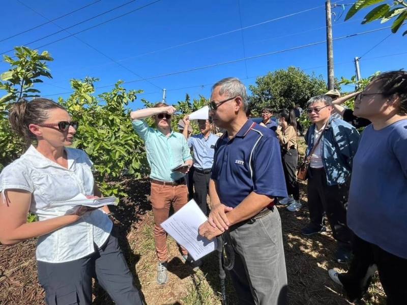 台灣申請番石榴鮮果實輸澳洲10多年，澳洲於112年11月派遣2名專家來台進行風險評估期間的實地查證作業，查核項目包含番石榴供果園的田間生產、病蟲害管理、採後處理及包裝場設施。（農業部提供）