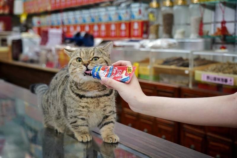 百年餅舖李亭香舉辦第2屆「貓派攝影比賽」，主題為「謝謝照顧」，邀請投稿者以照片呈現貓與迪化街元素，宣傳大使由9名貓店長與所屬店家擔任。圖為元信蔘藥行的「喵喵」。（李亭香提供）