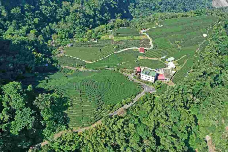 農業部林業及自然保育署嘉義分署指出，山麻雀屬於瀕臨絕種保育類動物，主要棲息於鄰近山村聚落、農耕地及森林邊緣的淺山環境，梅山鄉瑞峰村茶園及農田（圖）為繁殖季棲地之一。（林業署嘉義分署提供）