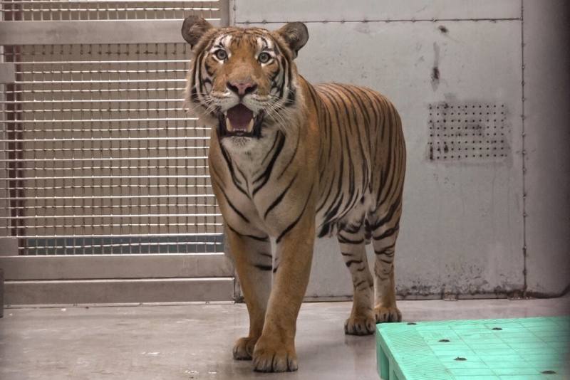 台北市立動物園26日表示，來自新加坡動物園的雄性馬來虎Arhaa順利抵台，期望未來與園內雌虎Shima配對，為極危馬來虎延續族群。（台北市立動物園提供）