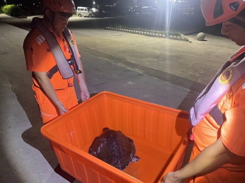 海巡署金馬澎分署第七岸巡隊岐頭安檢所日前執行港區及岸際巡查時，發現一隻保育類欖蠵龜受困廢棄漁網，且身上有明顯外傷，立即通報澎湖縣農漁局及海洋委員會海洋保育署海洋保育工作站協處救援。（第七岸巡隊提供）