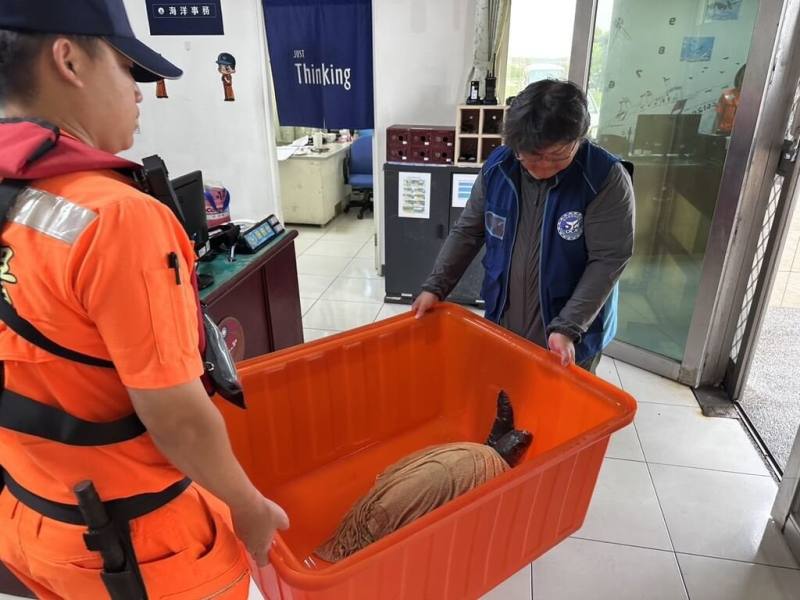 一隻保育類欖蠵龜日前受困廢棄漁網，海巡署金馬澎分署第七岸巡隊岐頭安檢所執行港區及岸際巡查時及時救援。（第七岸巡隊提供）