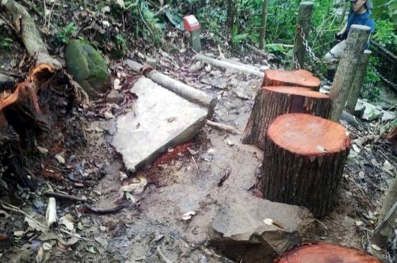 颱風丹娜絲重創嘉義市蘭潭後山步道，經清理倒伏林木，原預定7月31日開放，但仍有安全疑慮，延至8月15日再視實際狀況評估。（嘉義市政府提供）