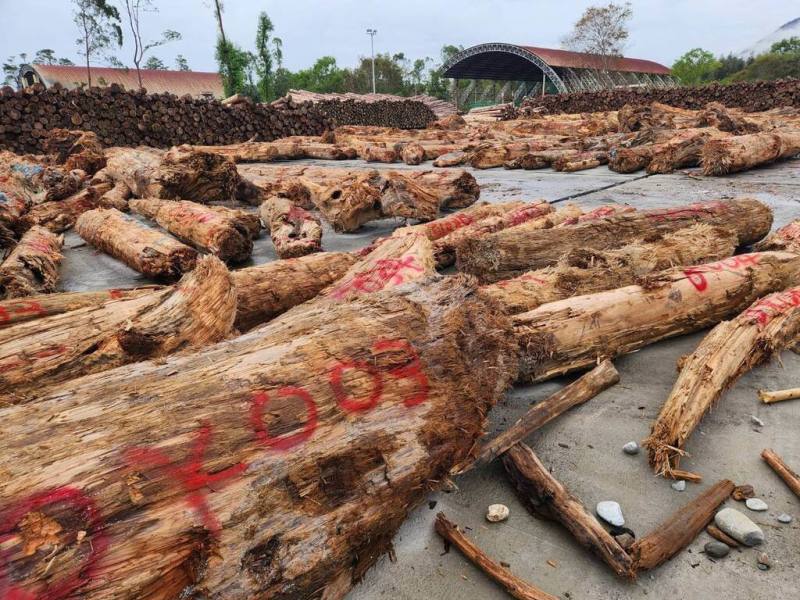農業部林業及自然保育署放寬撿拾漂流木規定，只要經屬地機關認定「不具標售價值」的漂流木，民眾可自由撿拾；具標售價值的漂流木，一般會風災後巡視並在漂流木上以噴漆等方式做記號。（林保署提供）