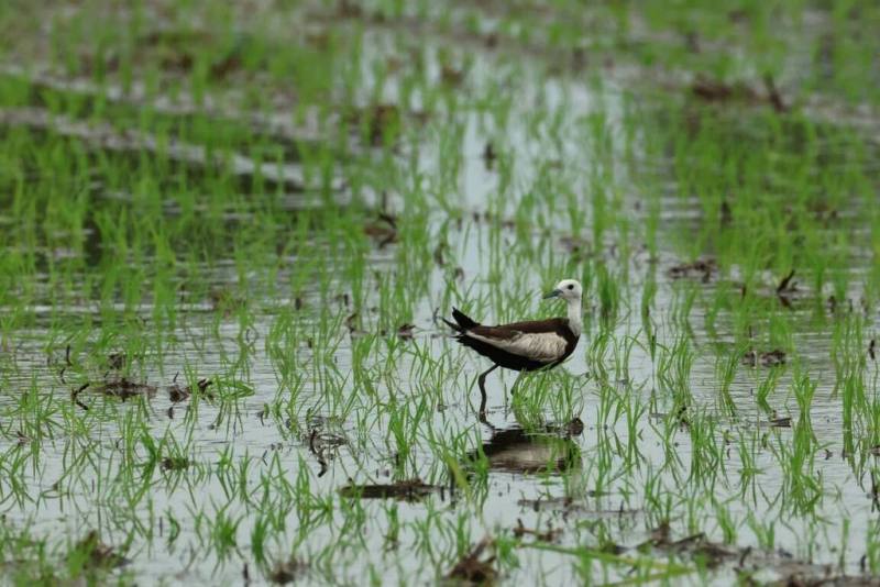 正值水雉繁殖期，水雉生態教育園區1日公布台南夏季調查結果，全市共1503隻，較去年減少161隻。（水雉生態教育園區提供）