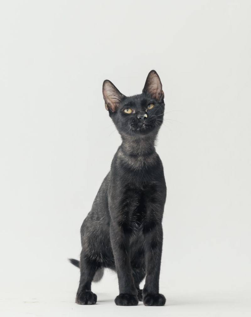 高雄市動物保護處即起徵求30組曾領養黑狗貓的家庭拍攝溫馨宣傳照，盼藉由這些已被領養的黑狗貓及其幸福家庭身影，傳遞「黑狗、貓也值得被愛，也能成為人生忠實陪伴」訊息。（高雄市動保處提供）