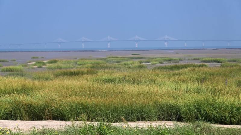 長年觀察、記錄金門潮間帶生物及環境的金門退休教師洪清漳所策劃「潮間的凝視─洪清漳金門潮間帶攝影展」2日在金門縣文化局開展。圖為外來種互花米草在金門夏墅海岸大片生長。（洪清漳提供）