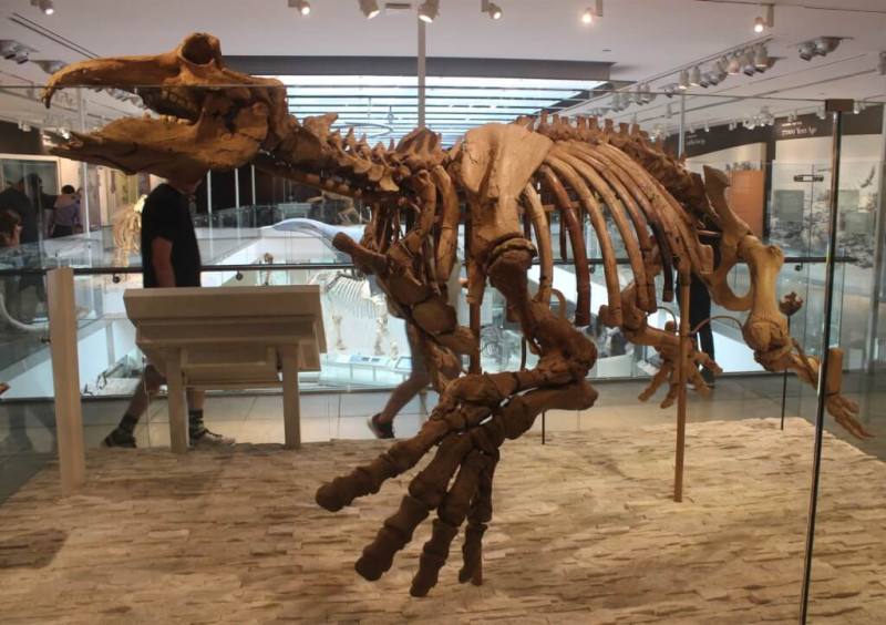 圖為美國洛杉磯自然歷史博物館展示的新索齒獸化石。（圖取自維基百科共享資源，作者： Jonathan Chen ，CC BY-SA 4.0）