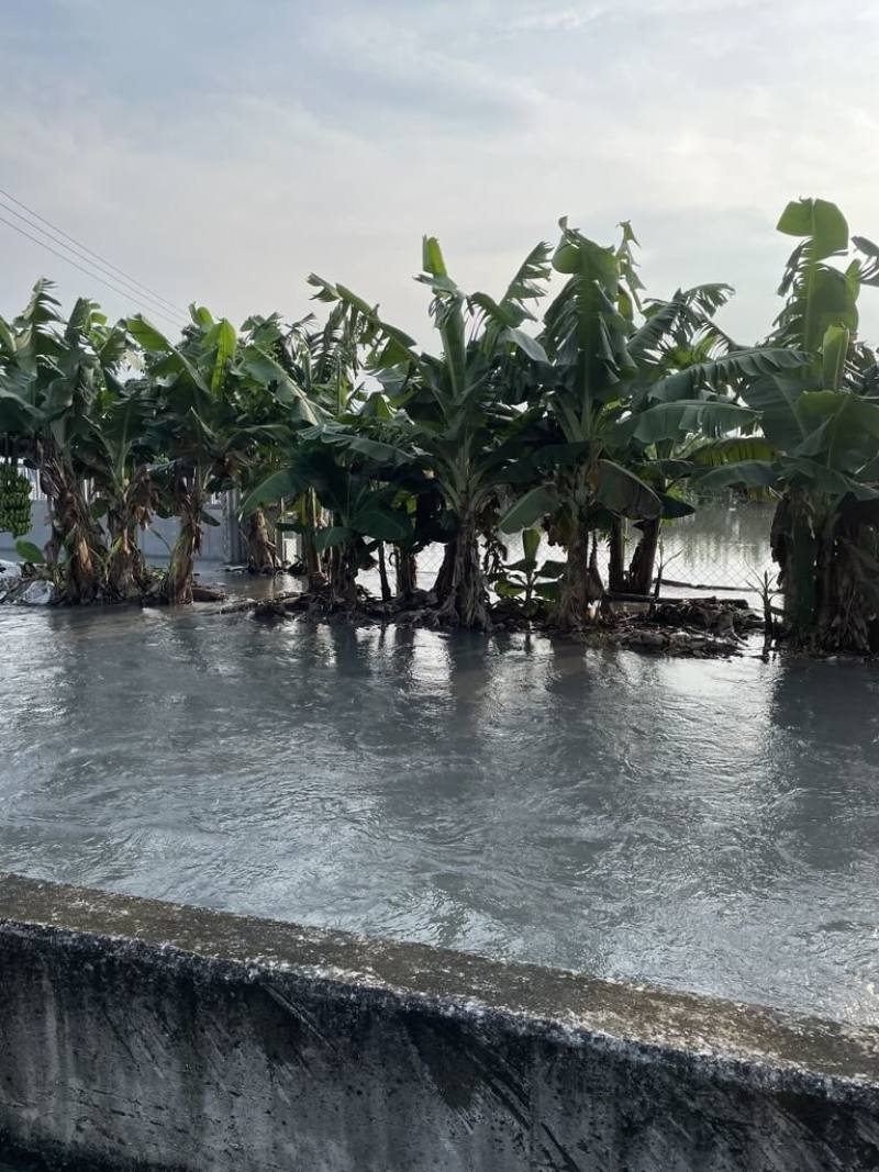 彰化地區連日大雨，社頭鄉芭樂園受損嚴重，農民才剛抽出積水，沒多久又由於大雨淹水。（社頭鄉農會提供）