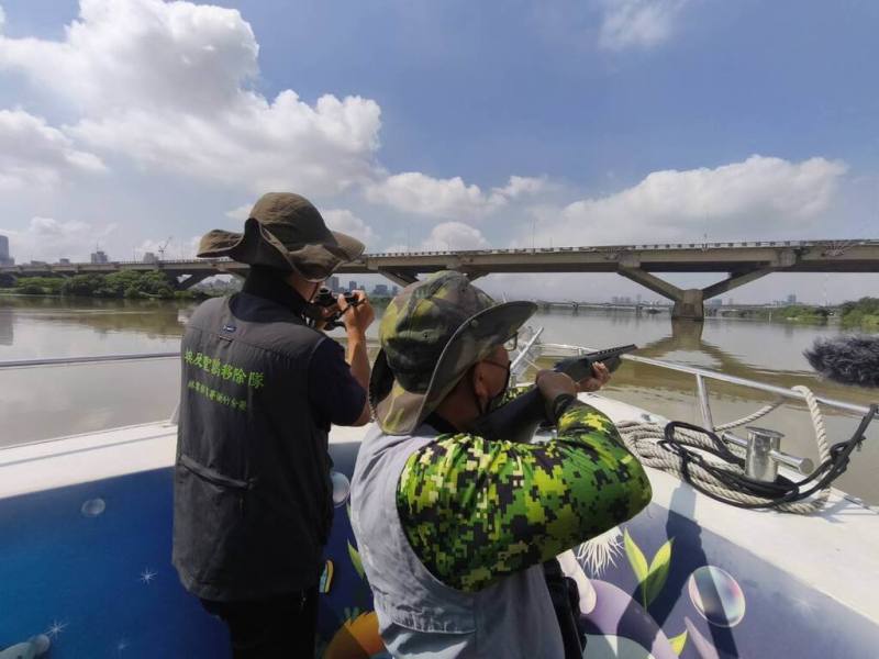 農業部林業及自然保育署新竹分署6日與宜蘭分署合作，於新北淡水河流域展開埃及聖䴉移除行動，由受過訓練人員、原住民獵人共同執勤，降低對原生鷺科水鳥棲地構成競爭與干擾威脅。（林業署新竹分署提供）