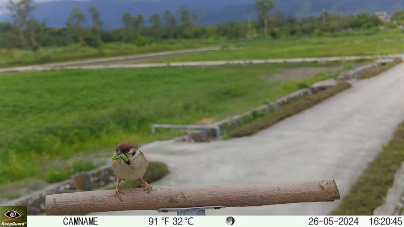 花蓮區農改場猛禽棲架相機去年5月26日記錄到嘴裡塞滿昆蟲的麻雀。（圖取自花蓮區農改場網頁hdares.gov.tw）