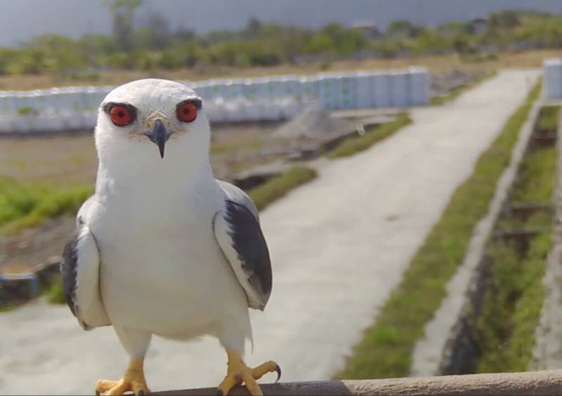 花蓮區農改場猛禽棲架相機去年3月24日拍到黑翅鳶身影。（圖取自facebook.com/hdares2015）