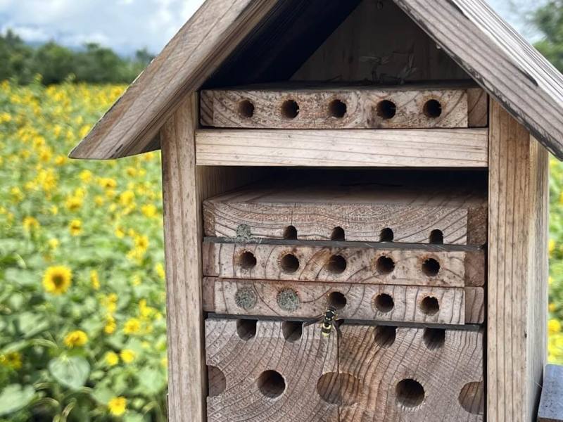 花蓮區農業改良場在有機農業研究中心園區內設置10座獨居蜂旅館（圖），吸引各式各樣獨居蜂入住，獨居蜂扮演調節農田害蟲角色，也可提供農作物授粉服務。（花蓮區農業改良場提供）