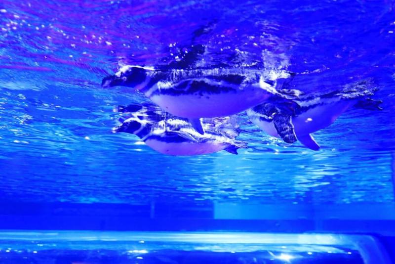 歷時14年，總經費高達新台幣13億元的台中海洋館預計21日對外營運，亮點包含全國首創的室內開放式企鵝缸。圖為麥哲倫企鵝。（民眾提供）