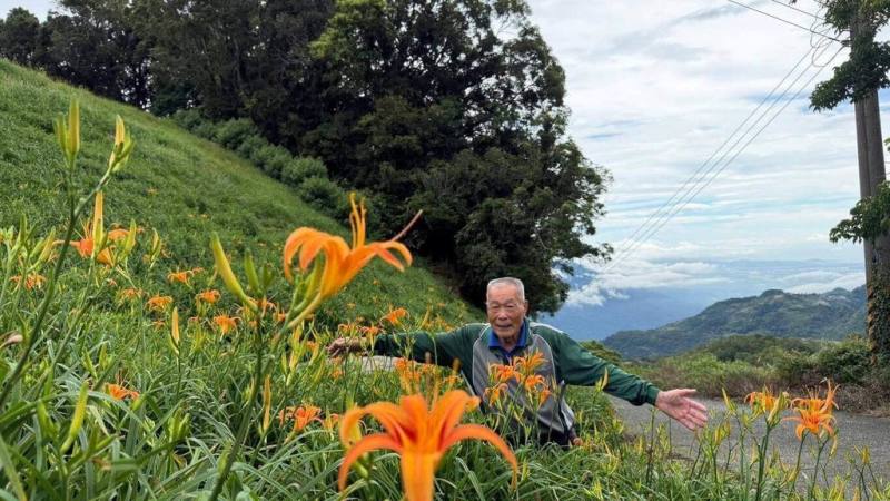 台東南迴地區7月連續強降雨，打破往年7月的降雨量紀錄，太麻里金針山金針花因雨水豐潤，花苞比往年更茂密，花季9日開跑，預估中旬開始進入盛開期。（青山農場提供）