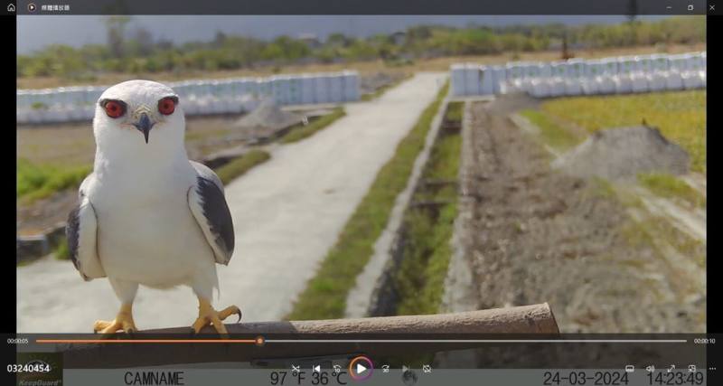 花蓮區農業改良場2024年1月在新成立有機農業研究中心田區設置猛禽棲架，建立農田生態多樣性資料，記錄到的首隻猛禽是黑翅鳶（圖），為過去少見但越來越普遍的留鳥。（花蓮區農業改良場提供）