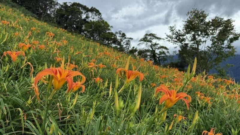 台東南迴地區7月連續強降雨，打破往年7月的降雨量紀錄，太麻里金針山金針花因雨水豐潤，花苞比往年更茂密，太麻里鄉公所表示，2025年的金針花季9日開跑，至9月21日止。（青山農場提供）