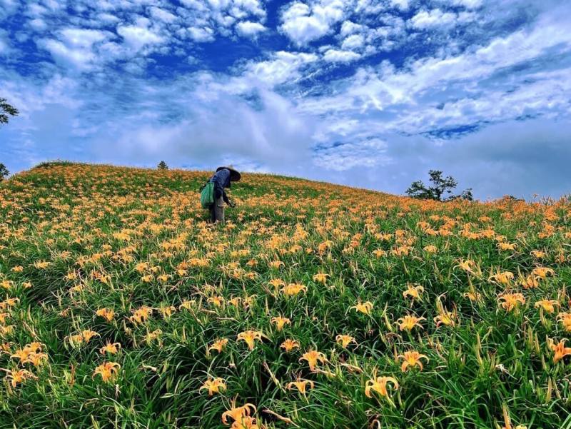 每年夏末初秋，花蓮六十石山金針花綻放，2025年金針花季將自8月9日至10月12日展開，花季期間上下山道路將分流管制。（富里鄉公所提供）