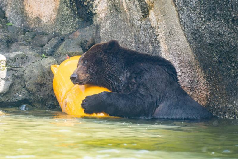 台北市立動物園7日表示，高齡棕熊「小喬」疑似腫瘤復發，將安排進一步的生理及影像檢查，評估是否啟動安寧照護。（台北市立動物園提供）