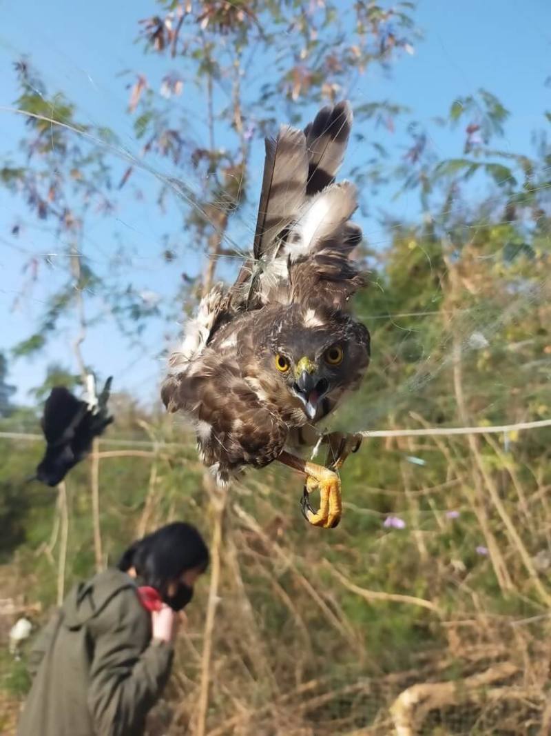 金門縣野生動物救援暨保育協會表示，金門農田鳥類纏網事件今年有較多通報，過去1年約3件以下，今年至今已有10件。圖為被纏網松雀鷹。（金門縣野生動物救援暨保育協會提供）