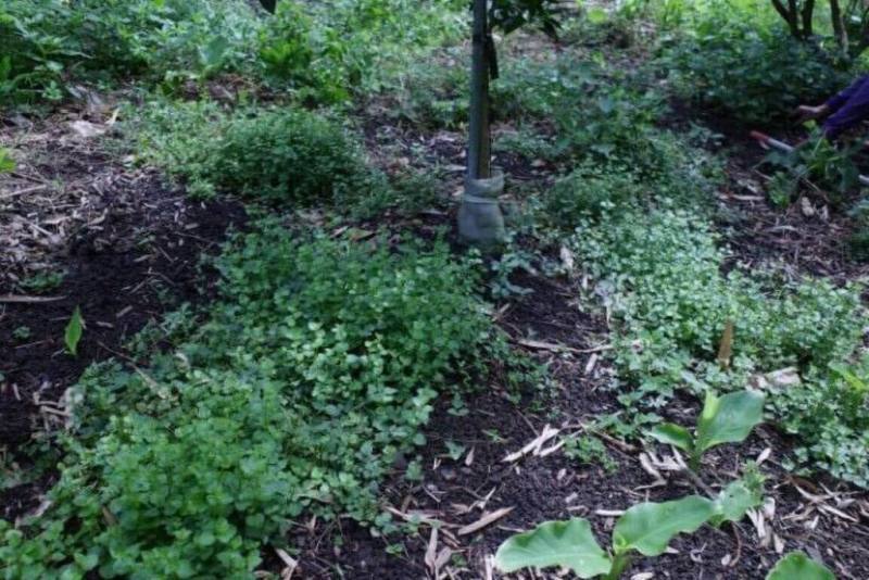 農業部苗栗區農業改良場透過草生栽培技術提升果園土壤碳匯，證實多元草種可提升果園固碳量，充分展現草生栽培兼顧生產與生態的優勢。（苗栗農改場提供）