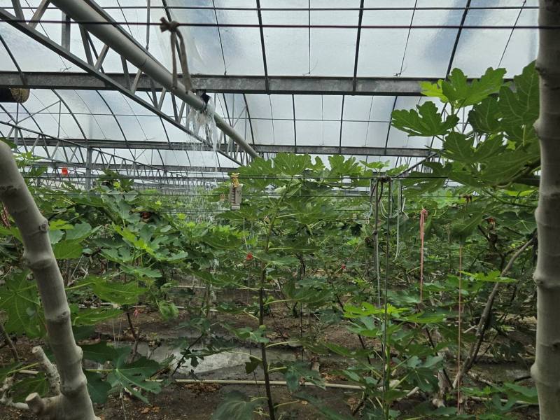 彰化縣「財團法人彰化縣私立慈恩社會福利慈善事業基金會附設慈恩庇護休閒農場」溫網室受創。